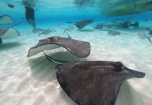 Injured stingray sighting prompts DoE safety warning