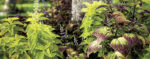 Tackling common garden pests
