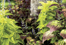 Tackling common garden pests