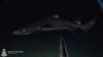 Rare glow-in-the-dark kitefin shark spotted in Cayman waters