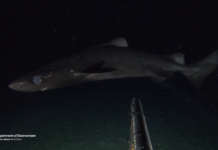 Rare glow-in-the-dark kitefin shark spotted in Cayman waters