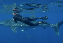 Researchers track the real ‘Swim Shady’ whale shark