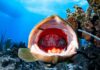 Open wide: Grouper at cleaning station