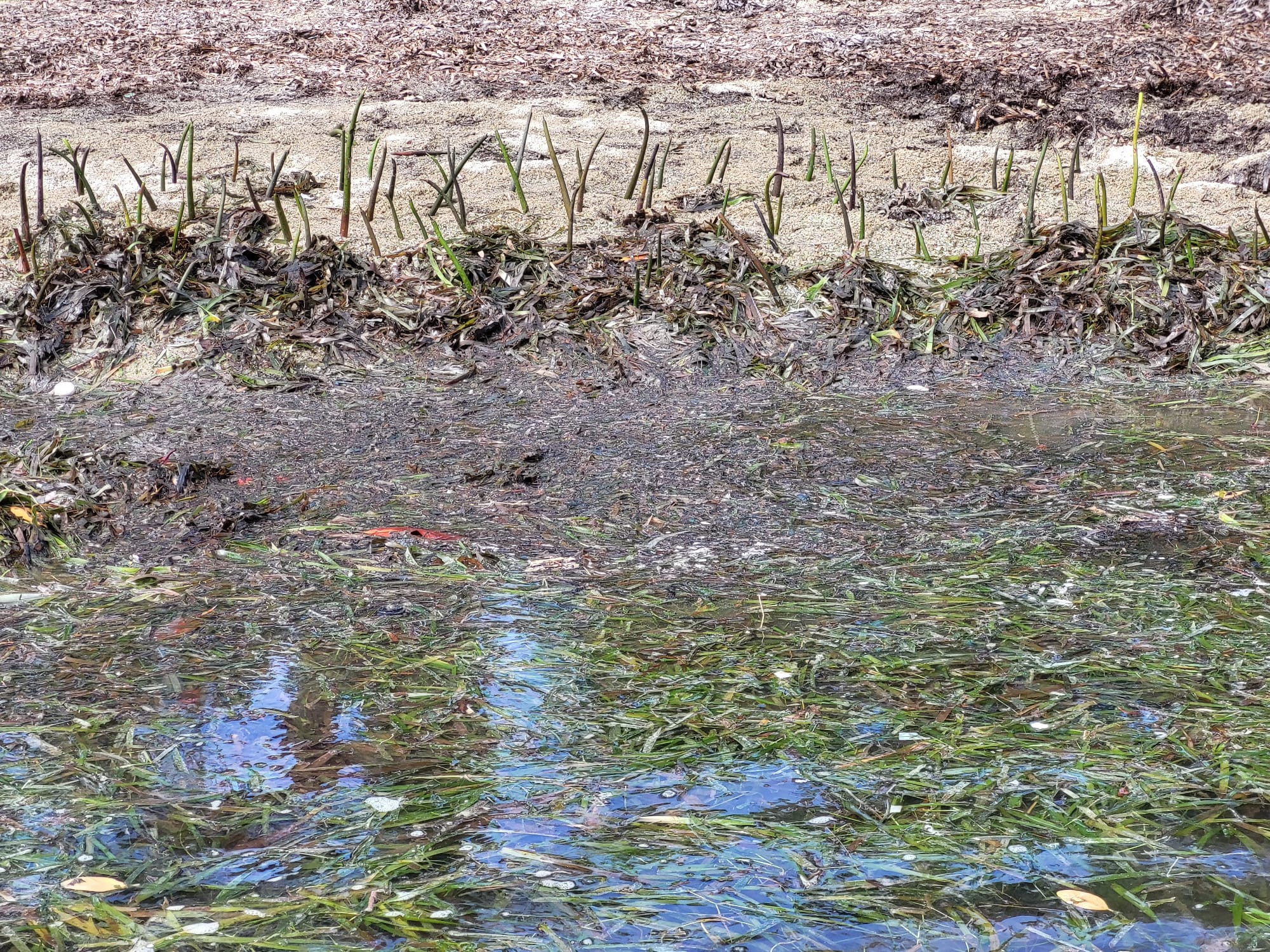 Driver backs into mangrove pilot project site Cayman Compass