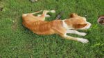 Starved dog inspires ‘Justice for Wilbur’ campaign