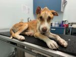 Man faces potential jail time for Wilbur animal cruelty case