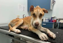 Man faces potential jail time for Wilbur animal cruelty case
