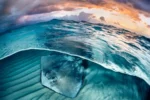 Cayman stingray features in New Scientist’s top photos for 2023