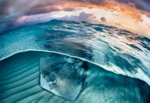 Cayman stingray features in New Scientist’s top photos for 2023