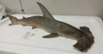 Juvenile hammerhead shark found dead on South Sound beach