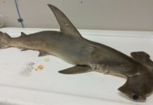 Juvenile hammerhead shark found dead on South Sound beach
