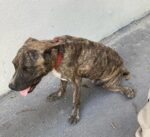 Even at Christmas, animal abuse cases abound
