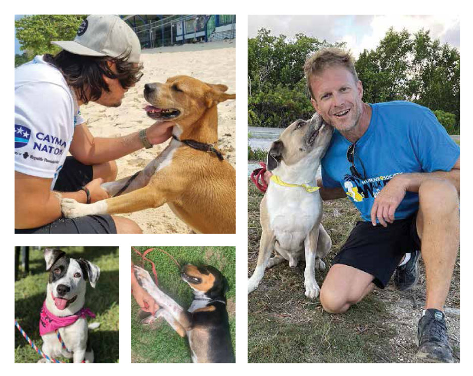 Take a dog for a walk Cayman Compass