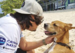 Take a dog for a walk