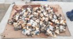 Two men face charges after 40 lbs of poached conch seized