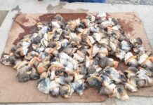 Two men face charges after 40 lbs of poached conch seized