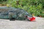 Hatching a plan for Cayman’s blue dragons