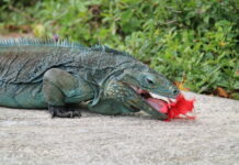 Hatching a plan for Cayman’s blue dragons
