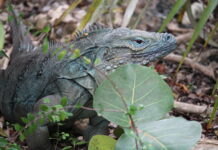 Cabinet removes blue iguana protection directive