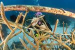 Blue carbon offset: How the ocean can combat climate change