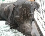 Public demands action after death of neglected dog