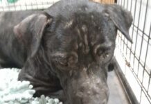 Public demands action after death of neglected dog