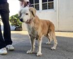 Humane Society overwhelmed with animals despite full shelter