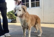 Humane Society overwhelmed with animals despite full shelter