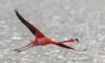 Pink flamingo sighting creates excitement in Cayman community