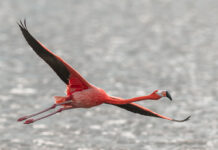 Pink flamingo sighting creates excitement in Cayman community