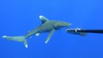 Multiple rare whitetip sharks recorded in Cayman