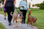 One Dog at a Time seeks support for new rescue centre