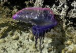 Warning issued over toxic Portuguese man o’ war