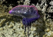 Warning issued over toxic Portuguese man o’ war