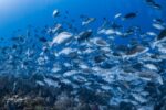 Nassau groupers recovering in Little Cayman, struggling in Grand Cayman
