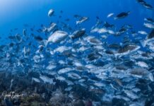 Nassau groupers recovering in Little Cayman, struggling in Grand Cayman