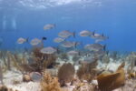 Study: Cruise-free harbour during COVID led to larger fish population
