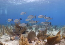 Study: Cruise-free harbour during COVID led to larger fish population