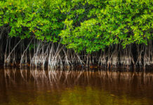 Judge orders temporary ban on conservation council decisions