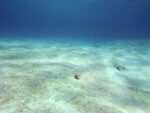 Nor’wester strips near-shore seabed bare