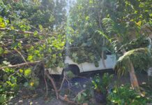 ‘Miraculous’ escape as uprooted trees land on family’s cars and home
