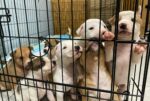 Under crush of stray litters, animal groups forge ahead