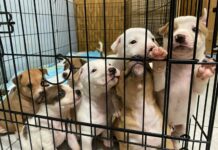 Under crush of stray litters, animal groups forge ahead