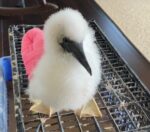 Rescued red-footed booby chick makes recovery