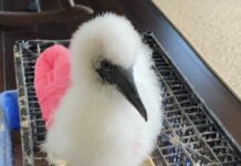 Rescued red-footed booby chick makes recovery