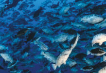 Earth Day spotlights plastic pollution