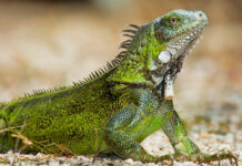 Contract renewed for green iguana culling programme