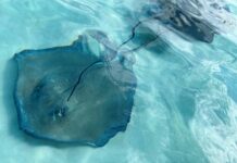 Boaters look beyond Stingray City moratorium