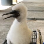 Rescuers unsure if red-footed booby chick Dolly will fly