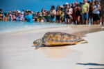 Two turtles released for Earth Day amid anti-plastic message